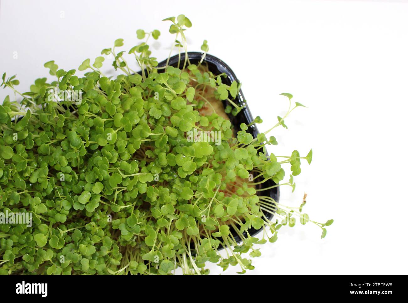 Plastic Tray With Hydroponic Substrate For Growing Microgreens Isolated On White Stock Photo