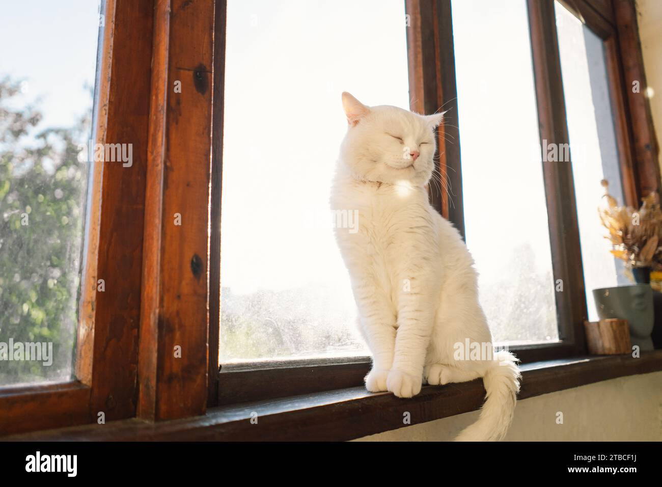 Portrait of a beautiful white cat. Cute Cat Portrait. Happy Pet Stock ...