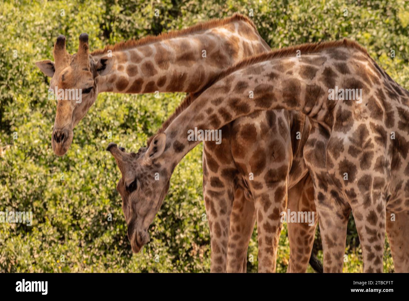 Angolan giraffe, Giraffa camelopardalis angolensis, Giraffidae, Namib desert, Namibia, Africa Stock Photo