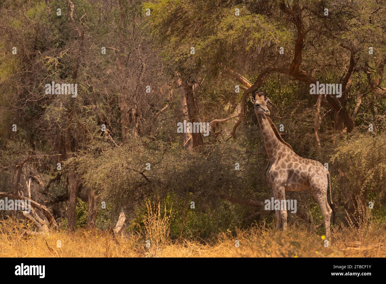 Angolan giraffe, Giraffa camelopardalis angolensis, Giraffidae, Namib desert, Namibia, Africa Stock Photo