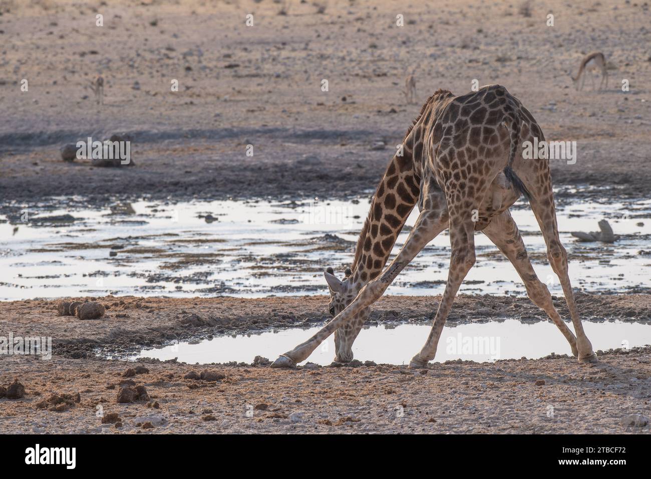 Angolan Giraffe, Giraffa cameloleopardis angolana, Giraffidae, Etosha Nationa Park, Namibia, Africa Stock Photo