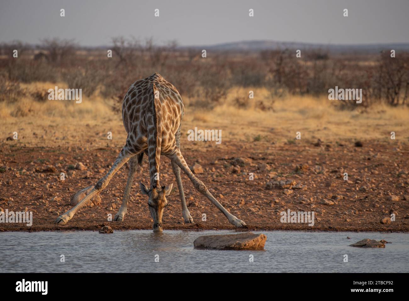 Angolan Giraffe, Giraffa cameloleopardis angolana, Giraffidae, Etosha Nationa Park, Namibia, Africa Stock Photo