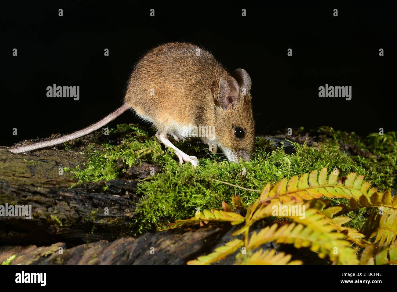 Mouse species hi-res stock photography and images - Alamy