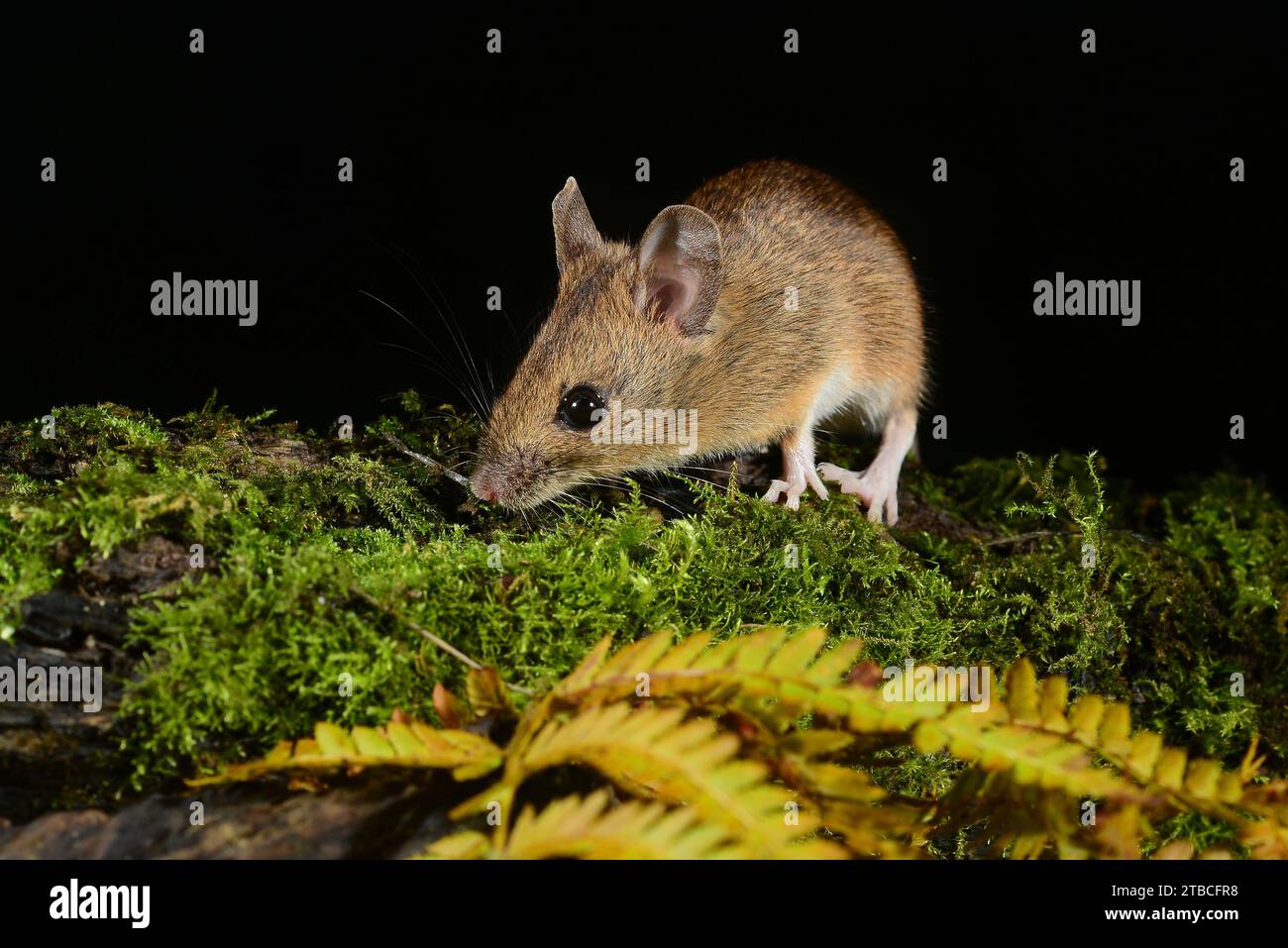 Common wood mouse hi-res stock photography and images - Alamy