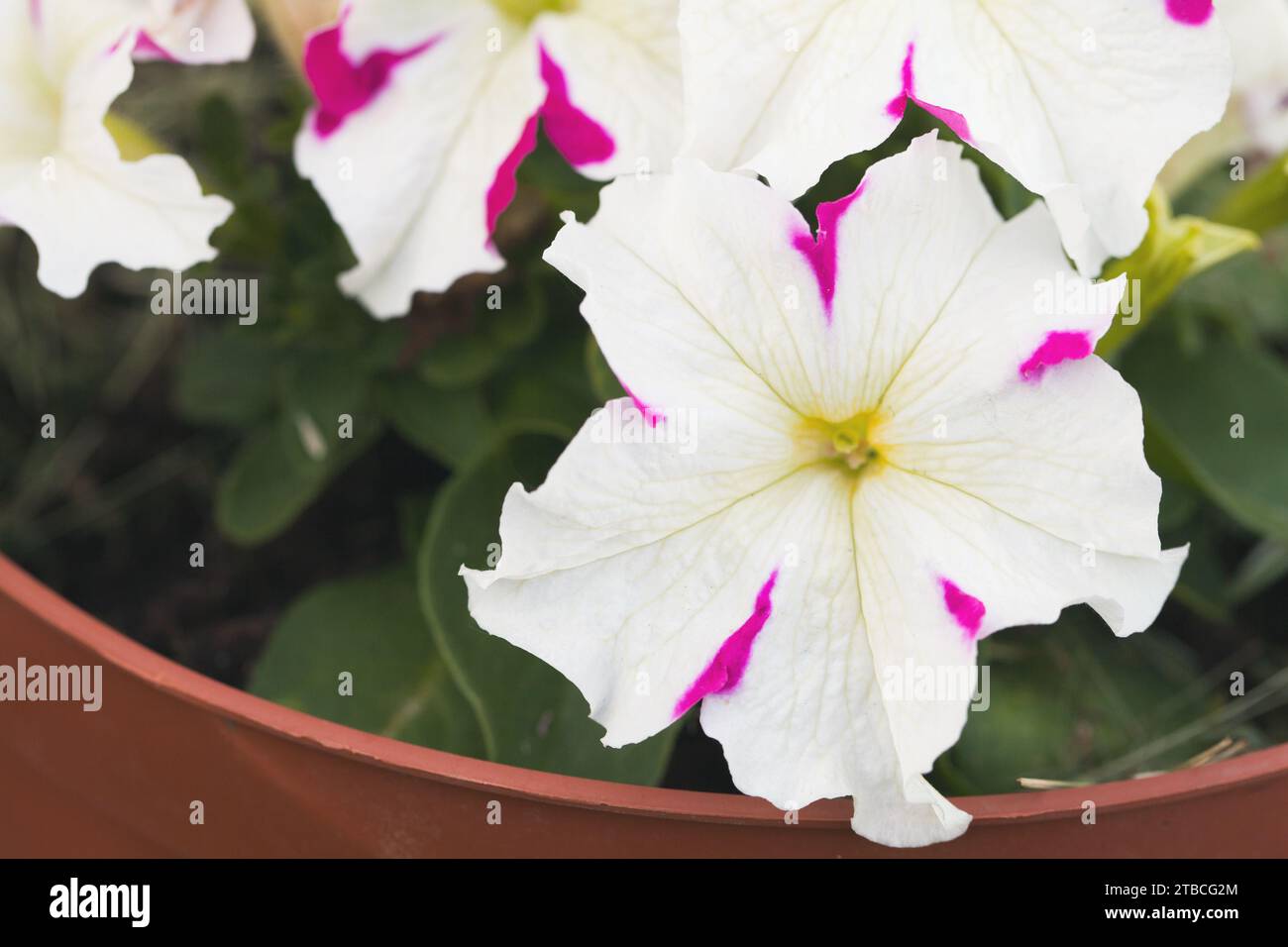 Purple and white striped flower hi-res stock photography and images - Alamy