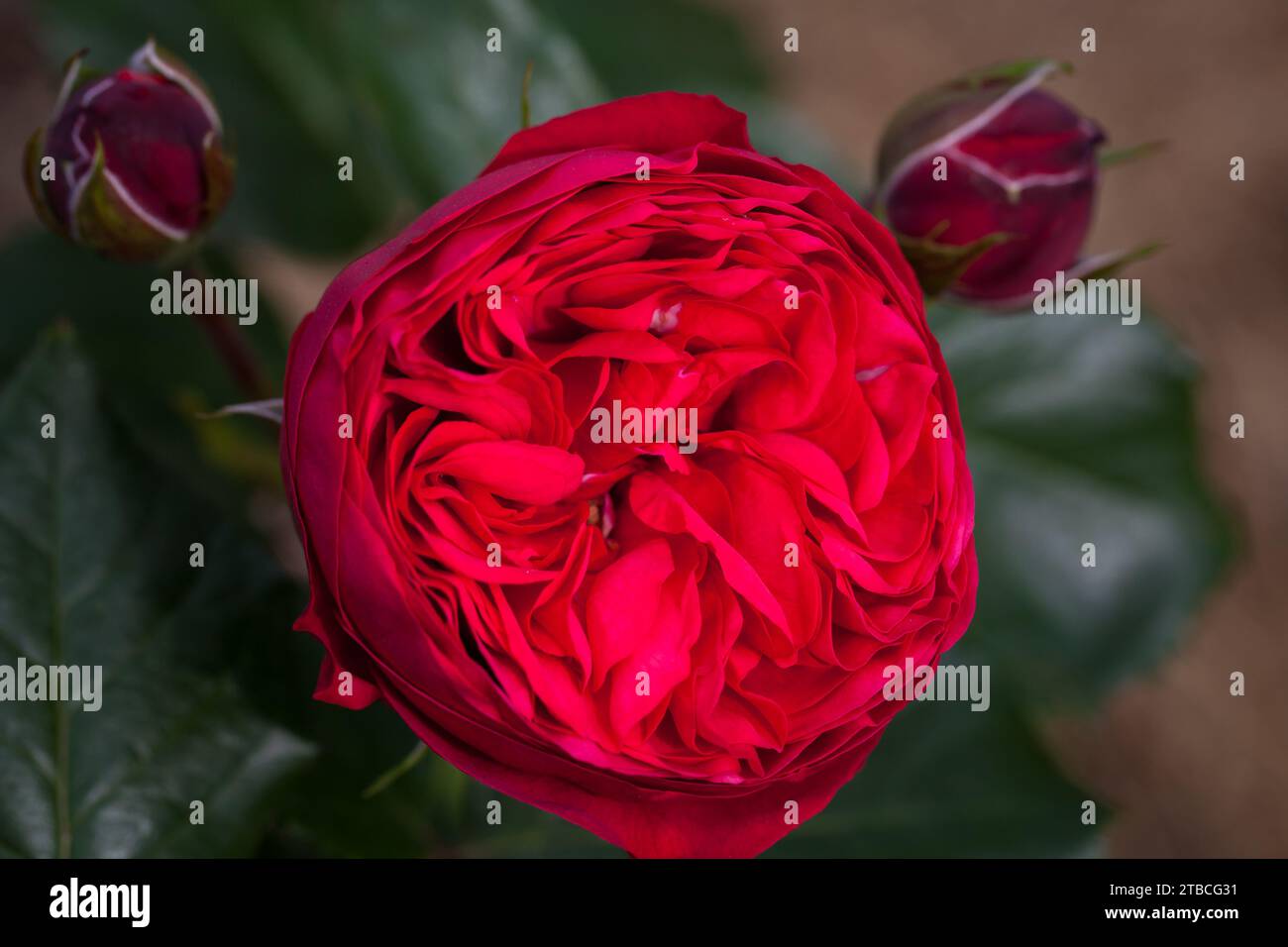Red rose flower is in a garden, macro photo with selective with soft ...