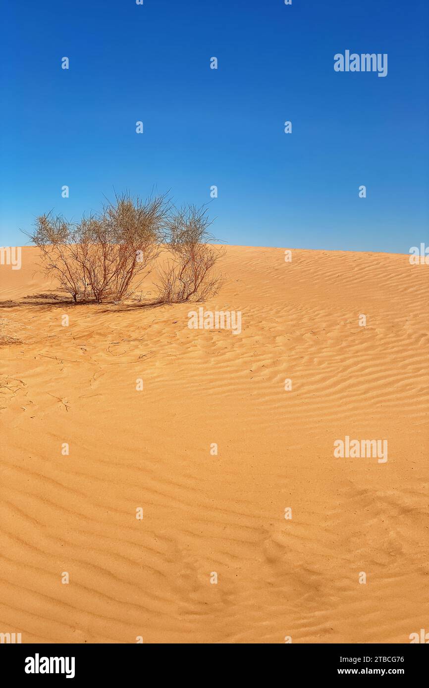 Kyzylkum Desert is a vast sandy area in Uzbekistan Stock Photo