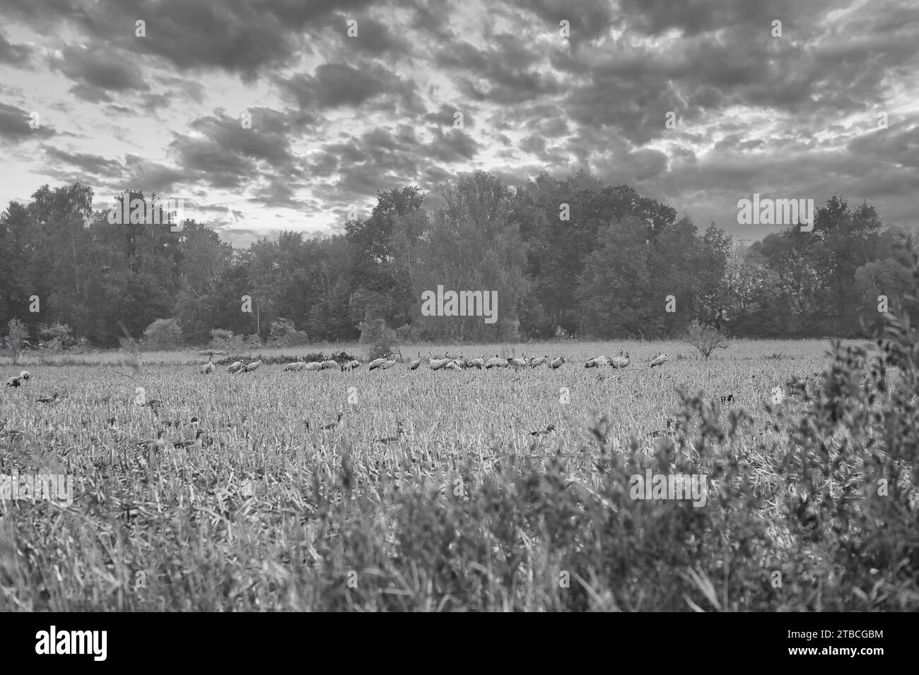 Cranes at a resting place on a harvested corn field in front of a