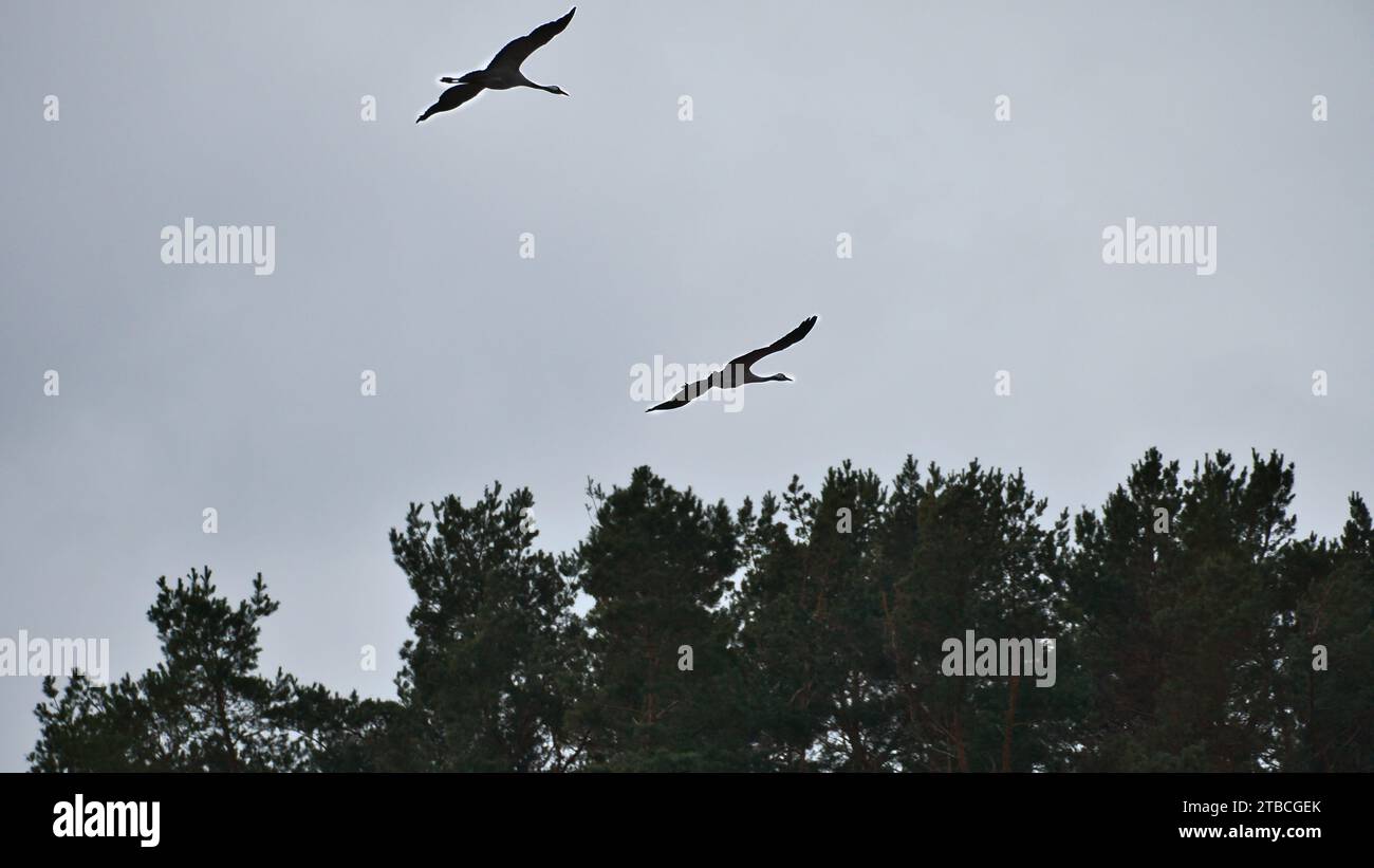 Two cranes fly over trees in a forest. Migratory birds on the Darss. Animal photo of birds from nature at the Baltic Sea. Stock Photo