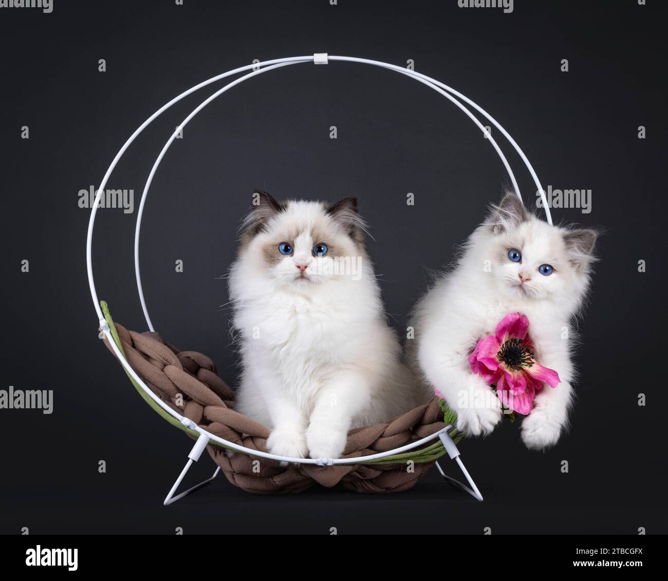 2 Adorable seal and blue bicolor Ragdoll cat kittens, sitting in round