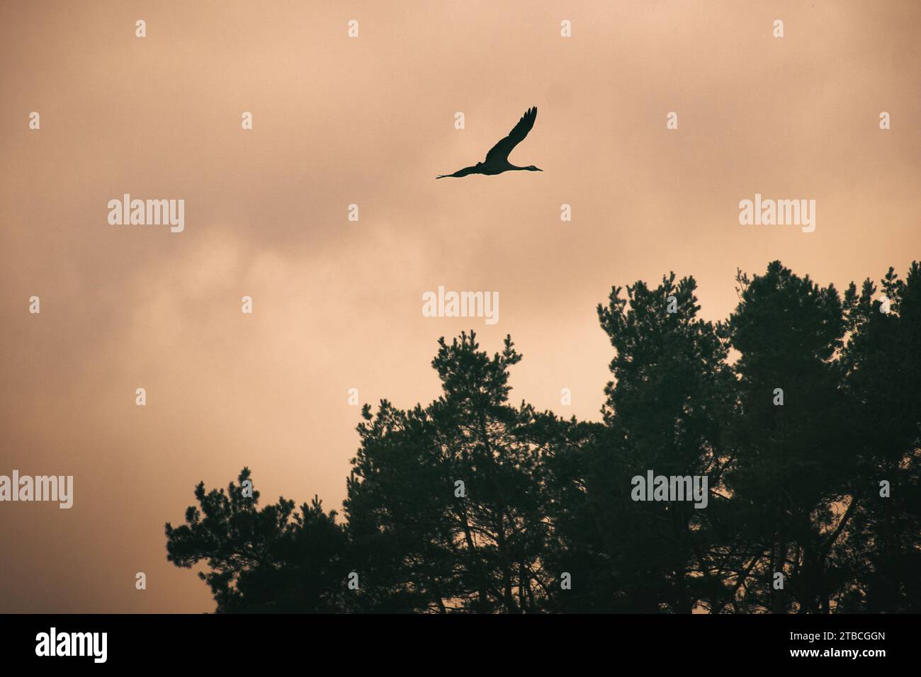 Two cranes fly over trees in a forest. Migratory birds on the Darss. Animal photo of birds from nature at the Baltic Sea. Stock Photo