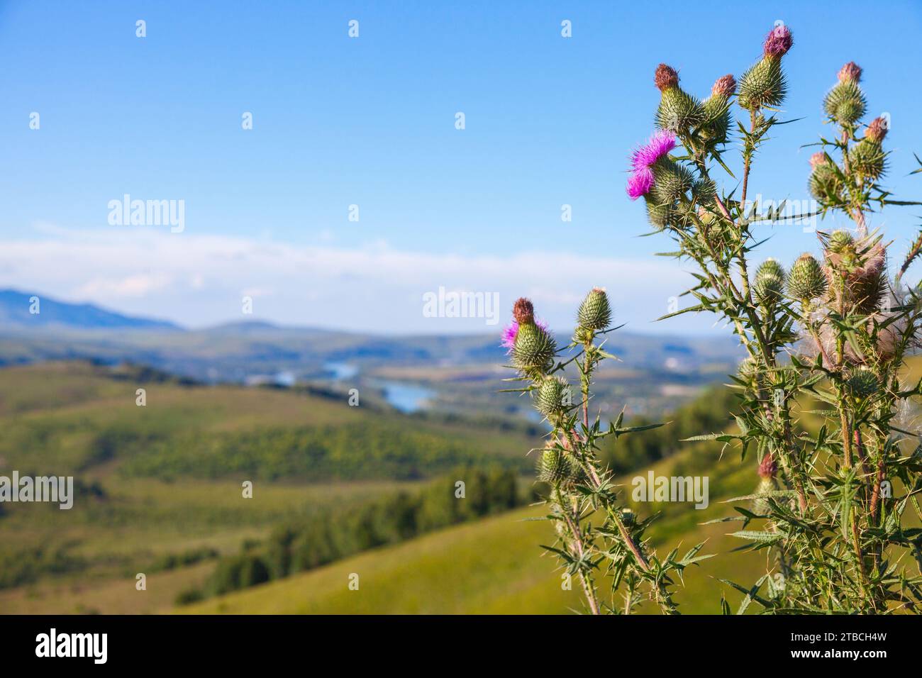Prickly flowers against the backdrop of a mountain landscape. Cirsium is a genus of perennial and biennial flowering plants in the Asteraceae Stock Photo