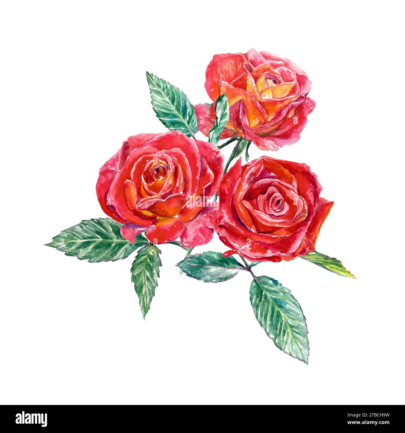 Bouquet of three red roses. Watercolor illustration isolated on white ...