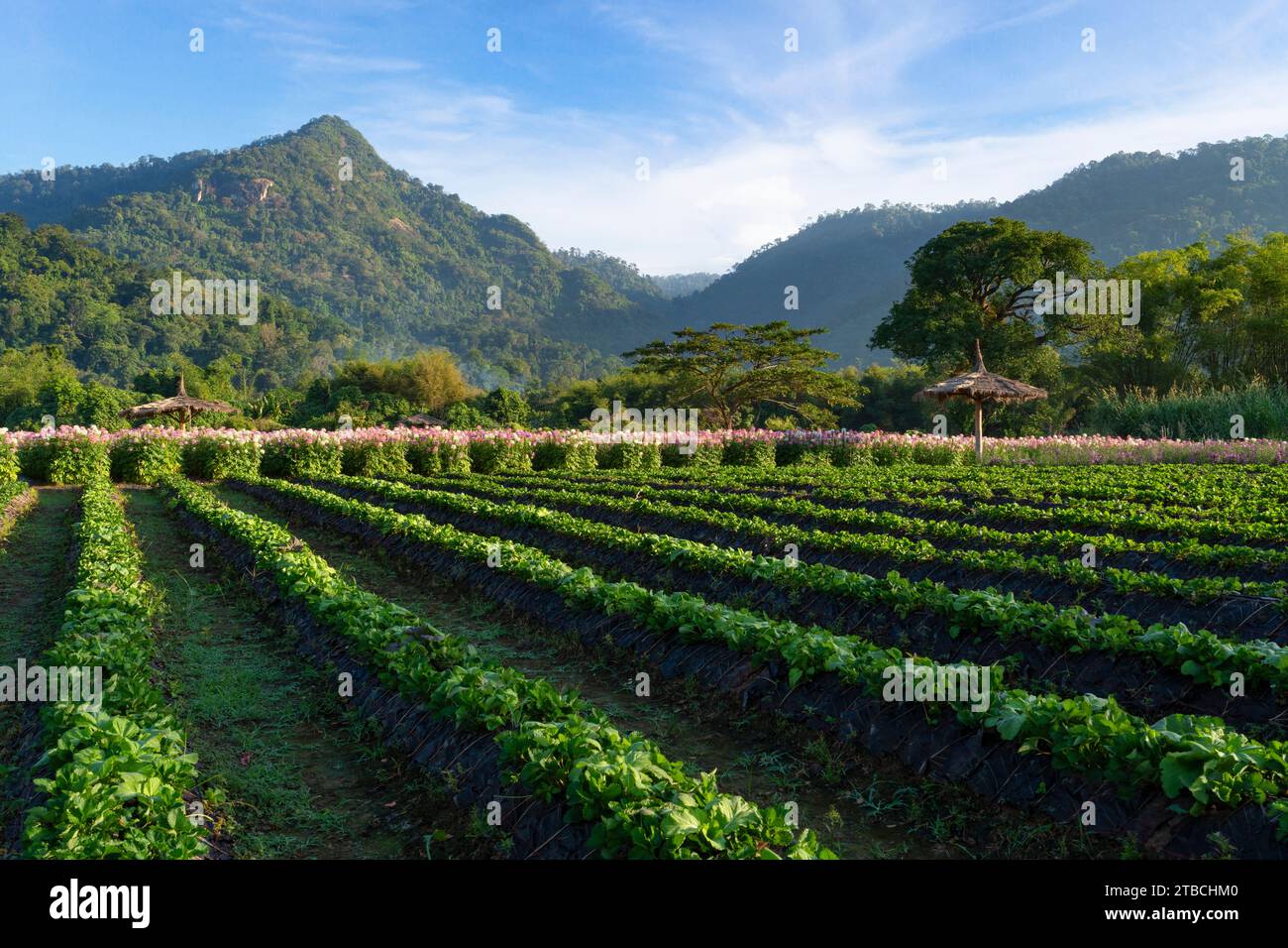 Strawberry field and colorful spider flowers blossom in the flower field and big mountain background. Stock Photo