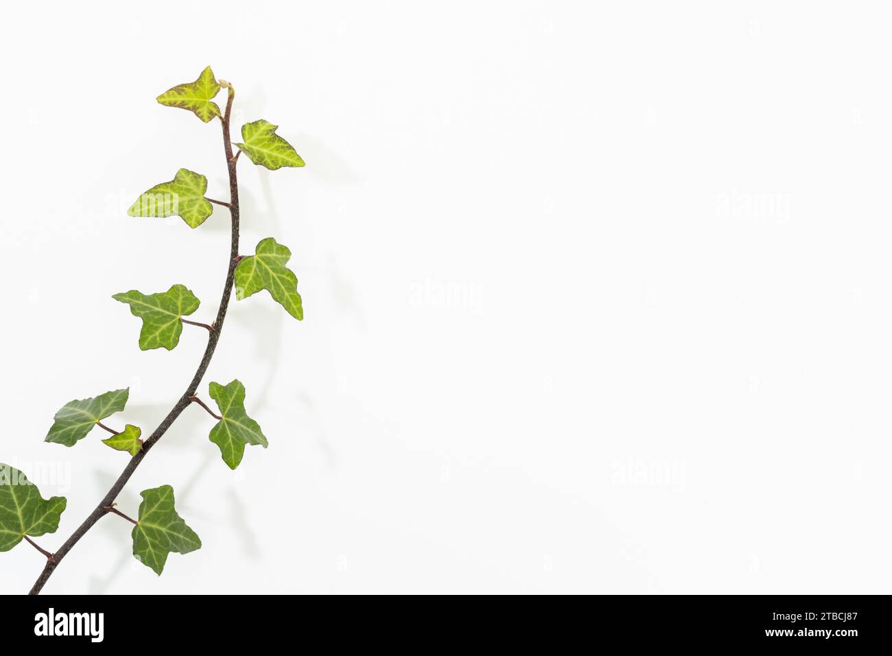 Ivy leaves on white background with copy space. Nature background Stock Photo