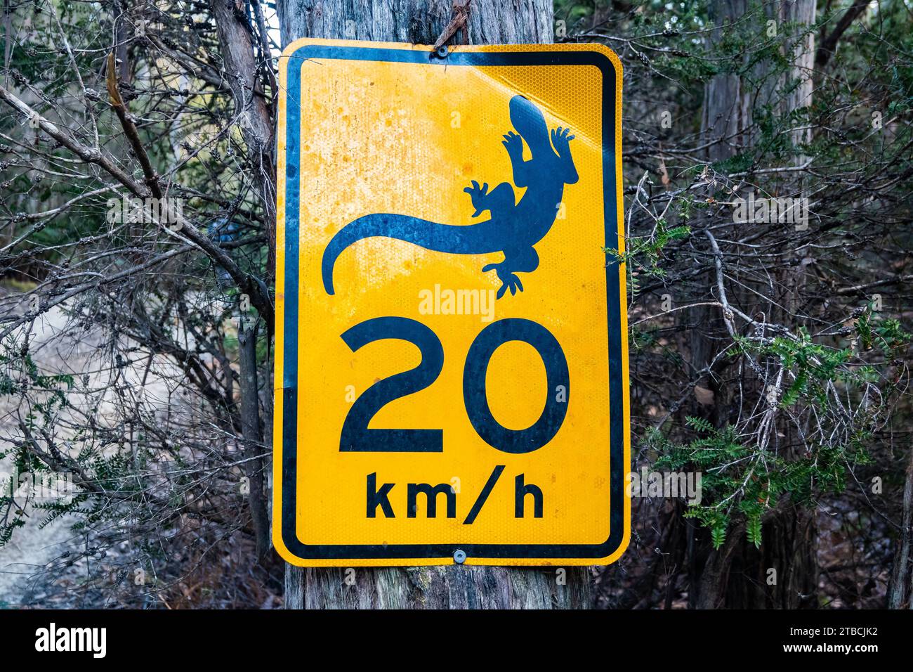 Speed limit sign on roadside to protect wildlifes. Tasmania, Australia
