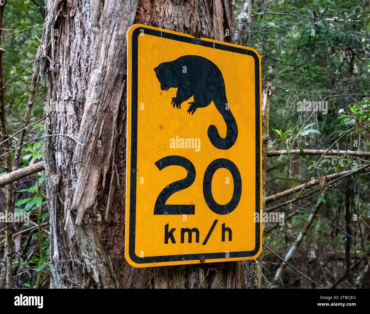 Speed limit sign on roadside to protect wildlifes. Tasmania, Australia