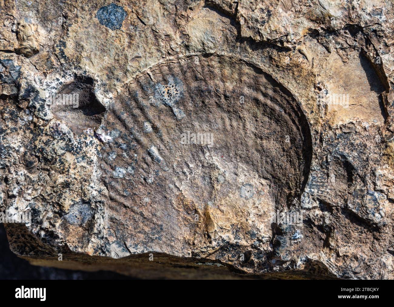 Fossils of marine life in siltstone. Tasmania, Australia. Stock Photo