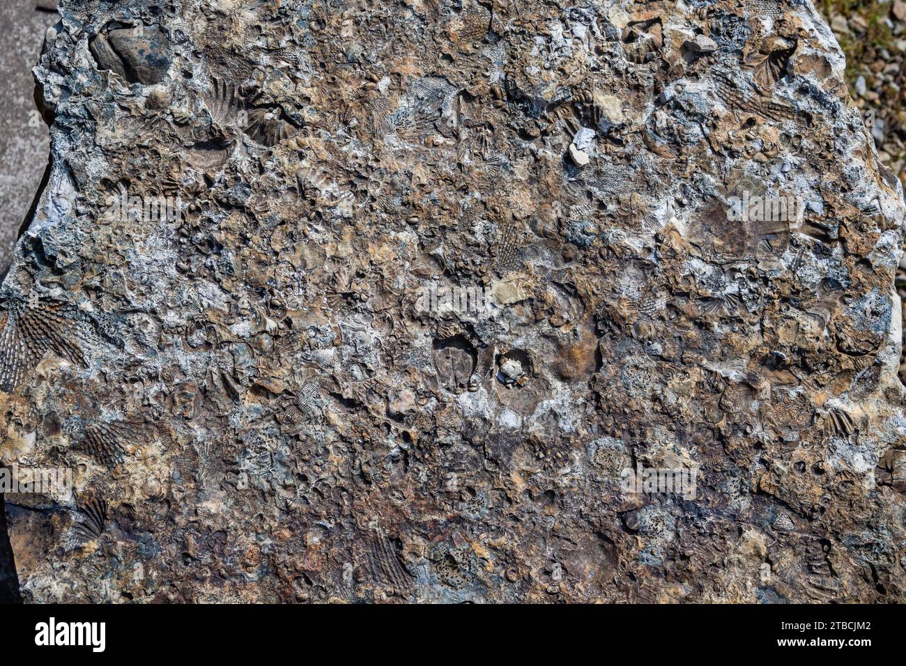Fossils of marine life in siltstone. Tasmania, Australia. Stock Photo