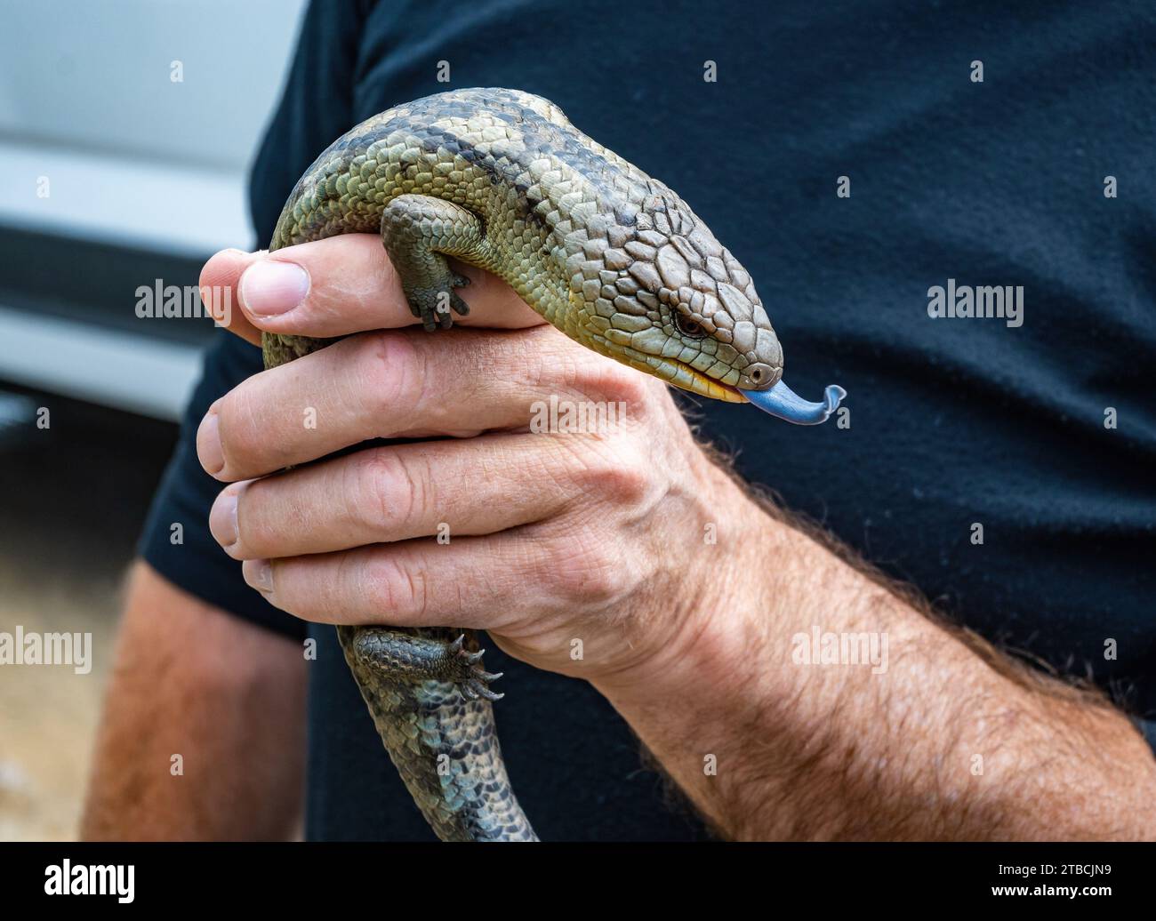 A Blotched blue-tongued lizard (Tiliqua nigrolutea) held in a hand. Tasmania, Australia. Stock Photo