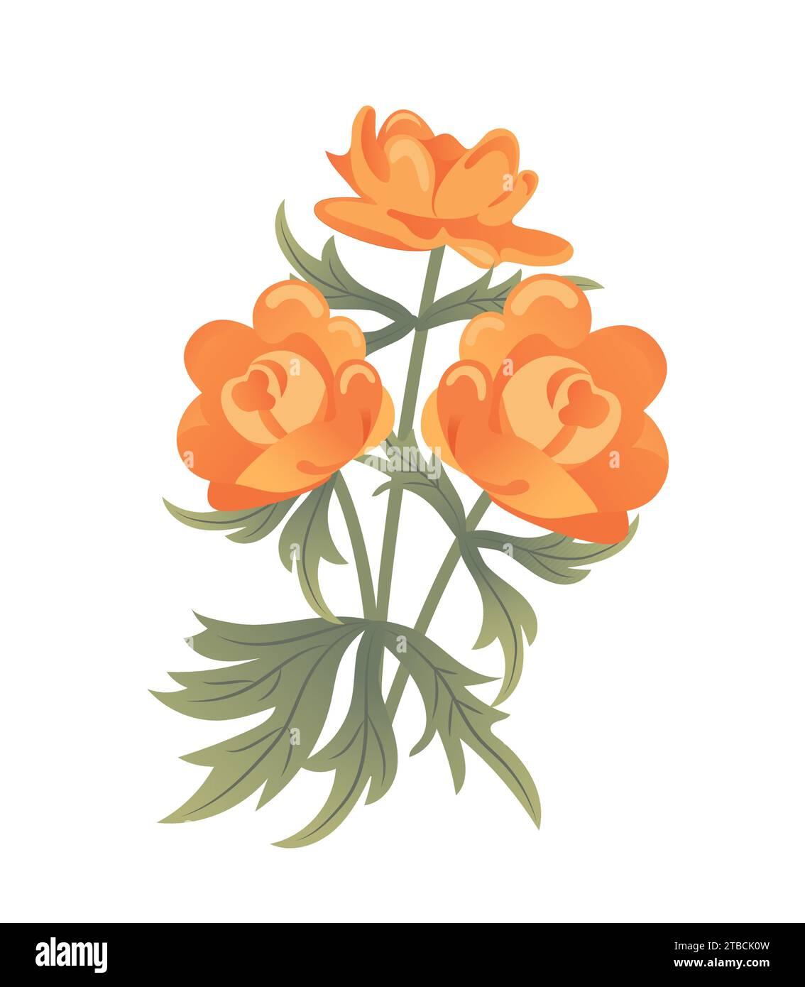 Trollius europaeus, asiaticus, globe yellow flower alpine meadows. Botanical illustration in flat style, plant. For Easter stickers, posters, postcard Stock Vector