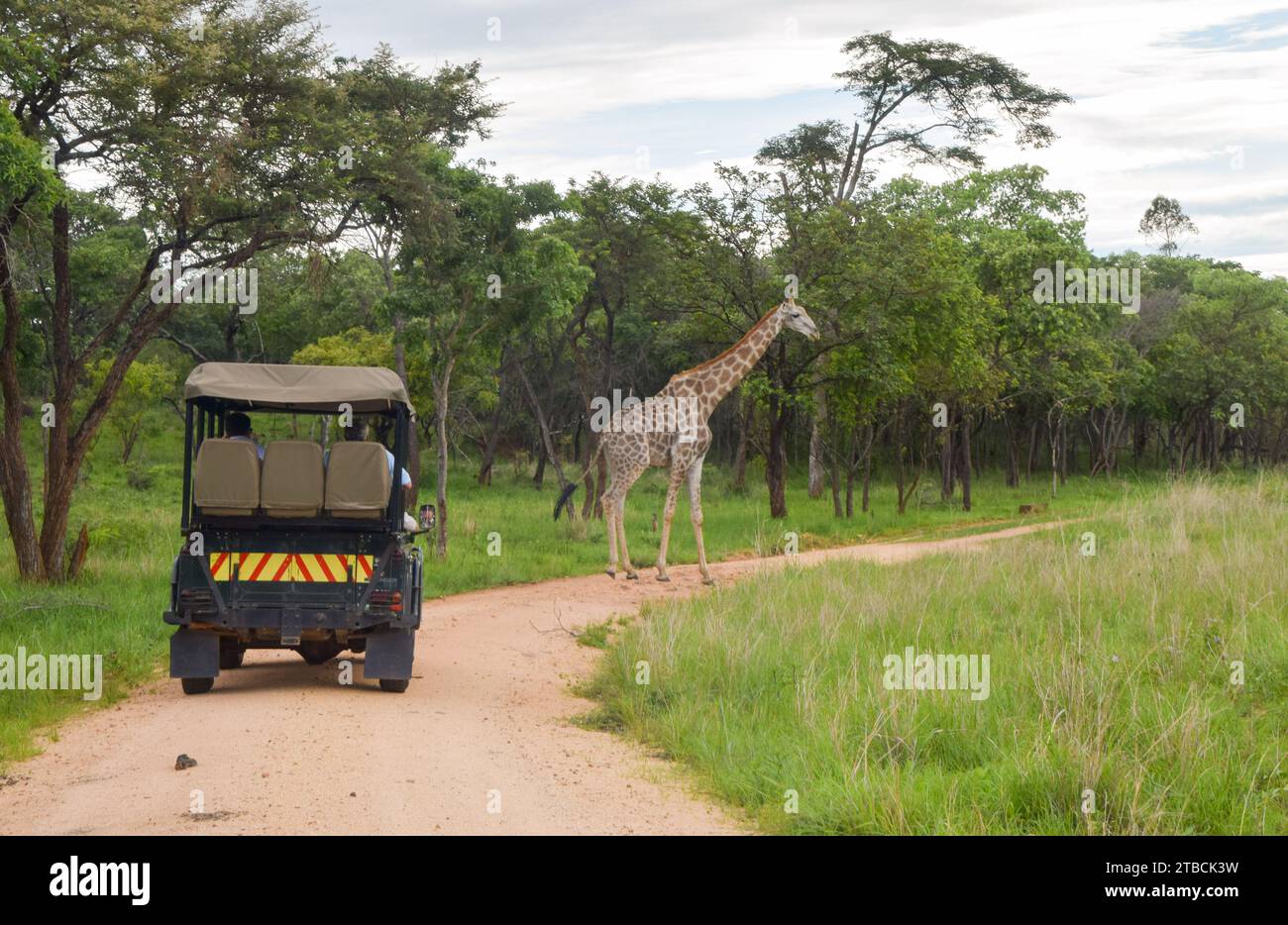 A Safari Vehicle With Tourists And A Giraffe In Zimbabwe Stock Photo a-safari-vehicle-with-tourists-and-a-giraffe-in-zimbabwe-stock-photo