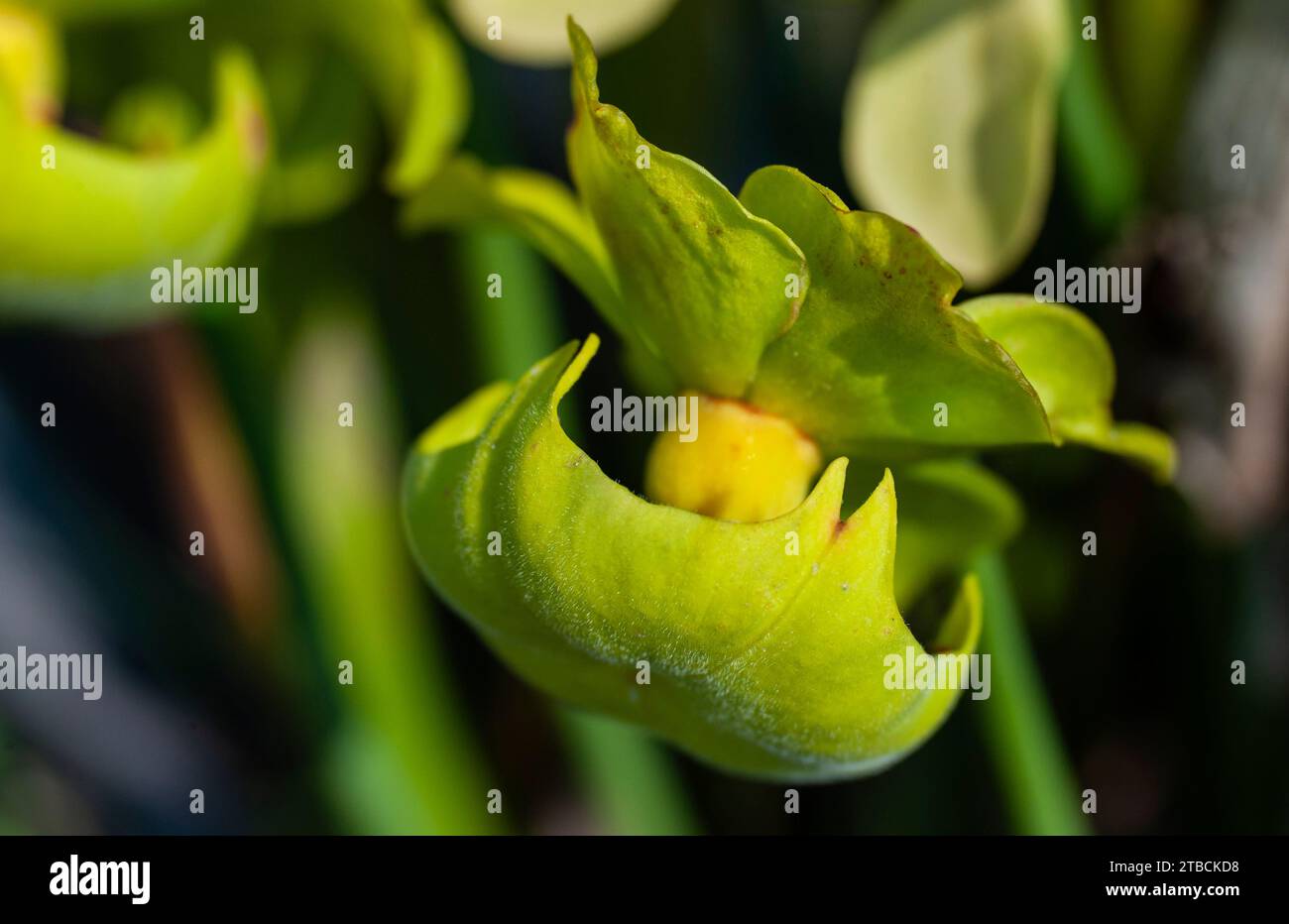Native american wildflower hi-res stock photography and images - Alamy
