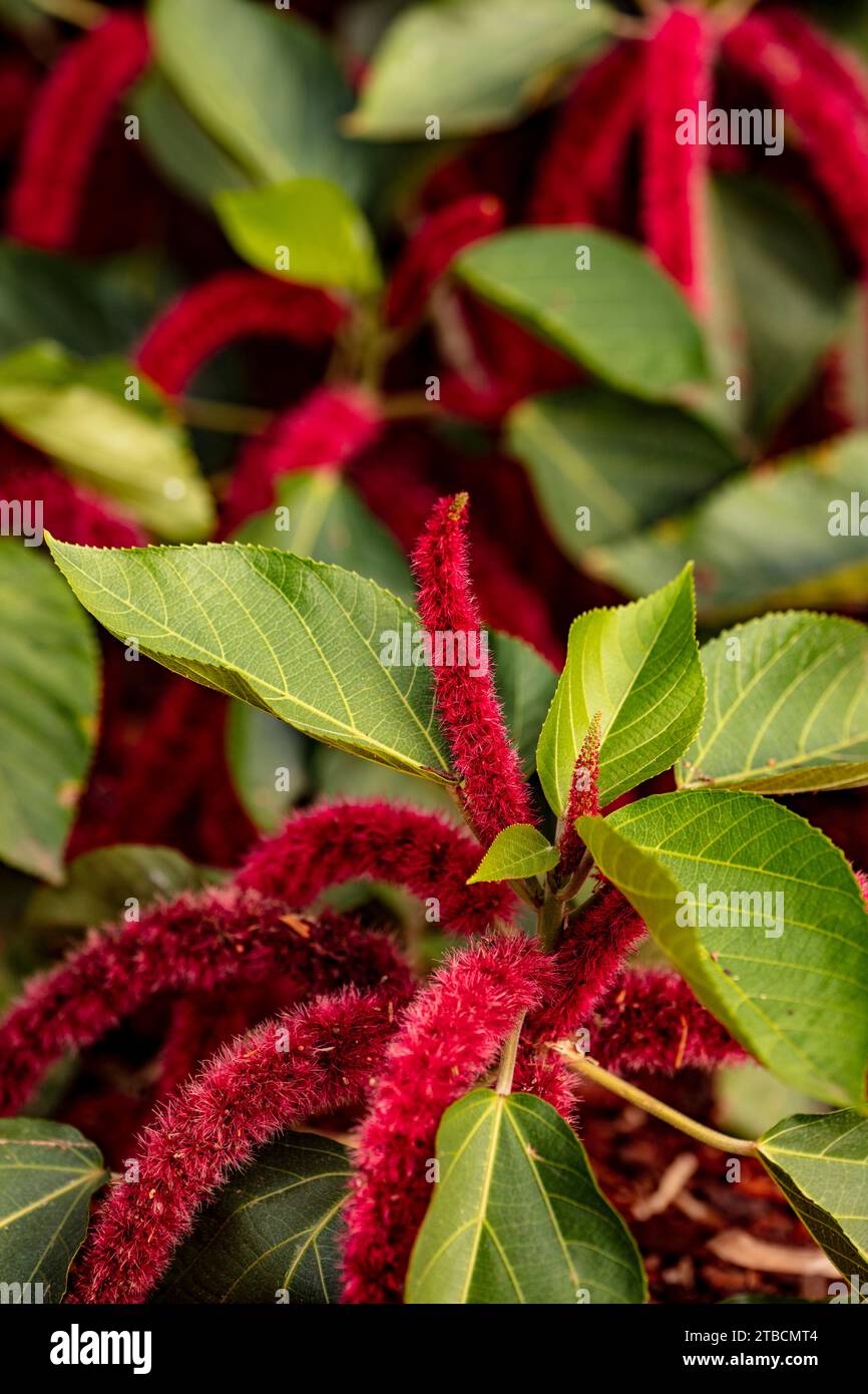 Natural close up flowering plant portrait of Acalypha hispida, chenille