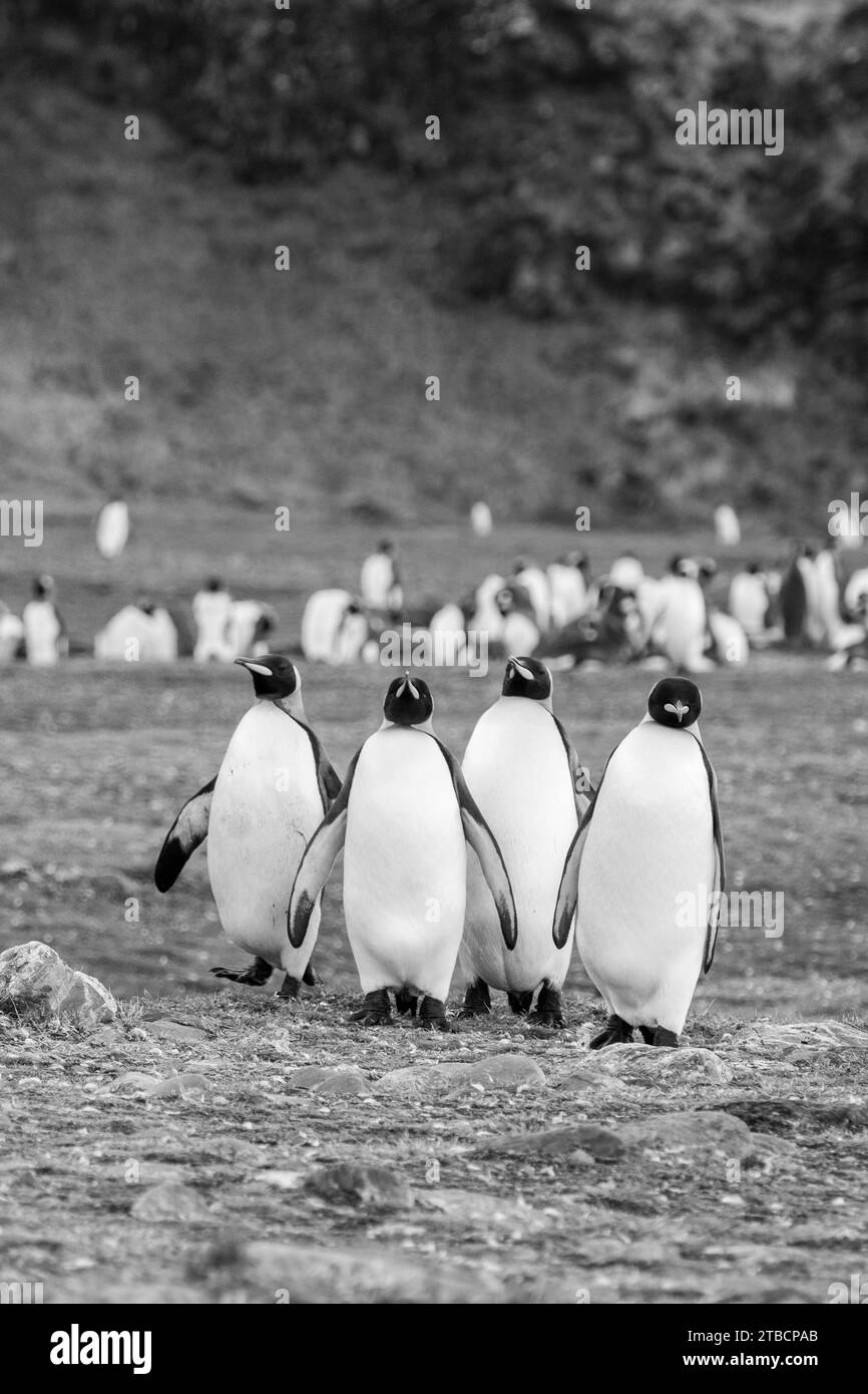 South Georgia, Fortuna Bay. King penguins (Aptenodytes patagonicus). Stock Photo