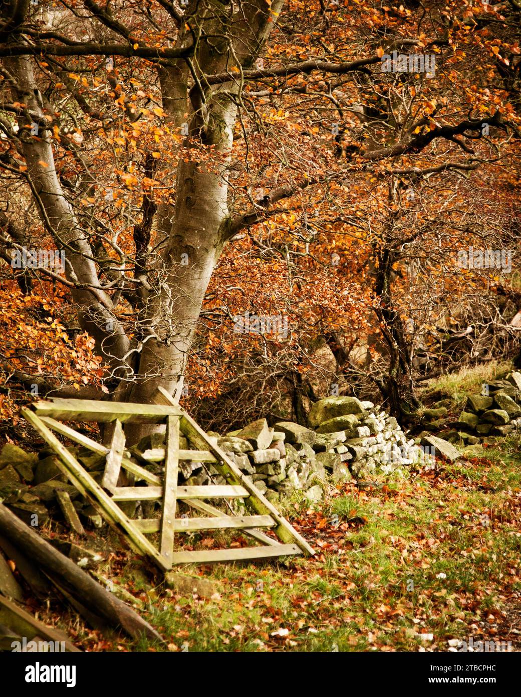 Country Lane in Autumn with broken gate and stone wall. Edale, Peak District Stock Photo