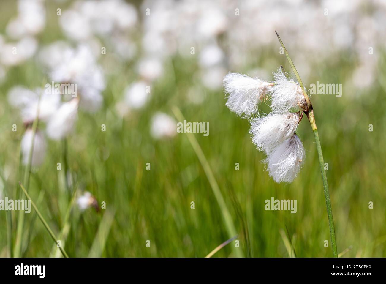 Common Cottongrass - Eriophorum angustifolium -, Plan d'Aigualluts, Benasque valley, Huesca, Spain Stock Photo