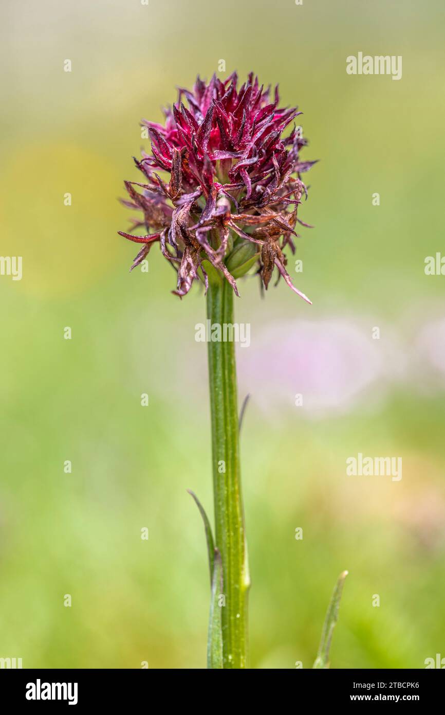 Nigritella Nigra, Benasque Valley, Huesca, Spain Stock Photo