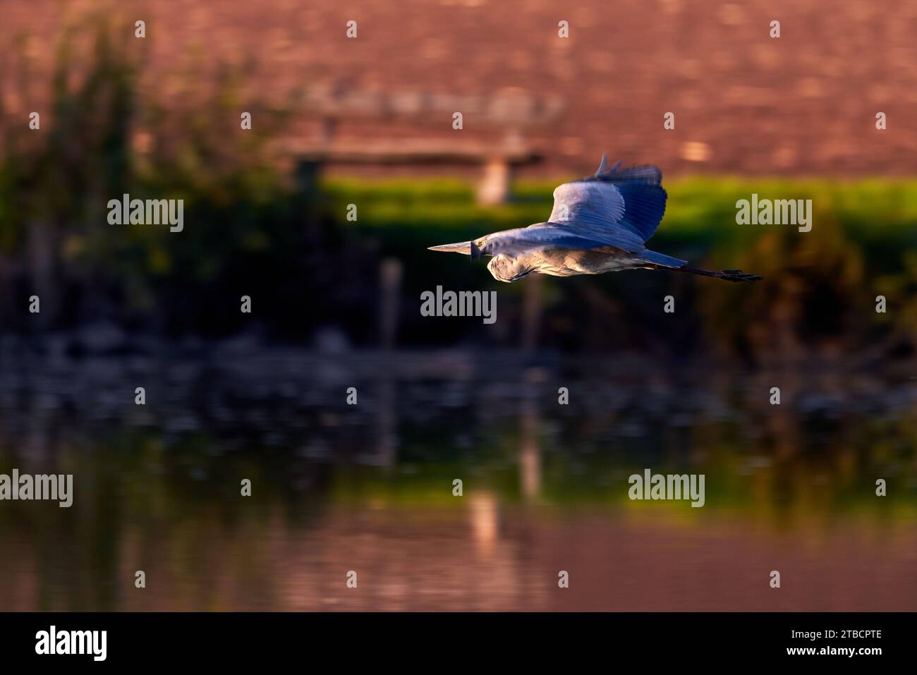 Grey heron bird in flight (Ardea cinerea) Stock Photo
