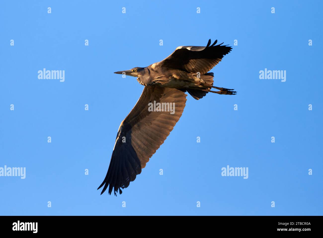 Grey heron bird in flight (Ardea cinerea) Stock Photo