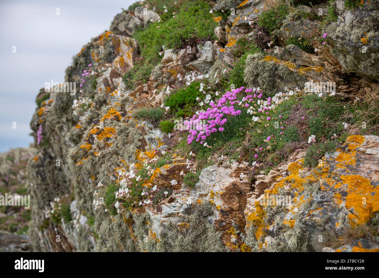 Spring wildflowers on the rocks at Rhoscolyn on the coast of Anglesey, North Wales. Stock Photo