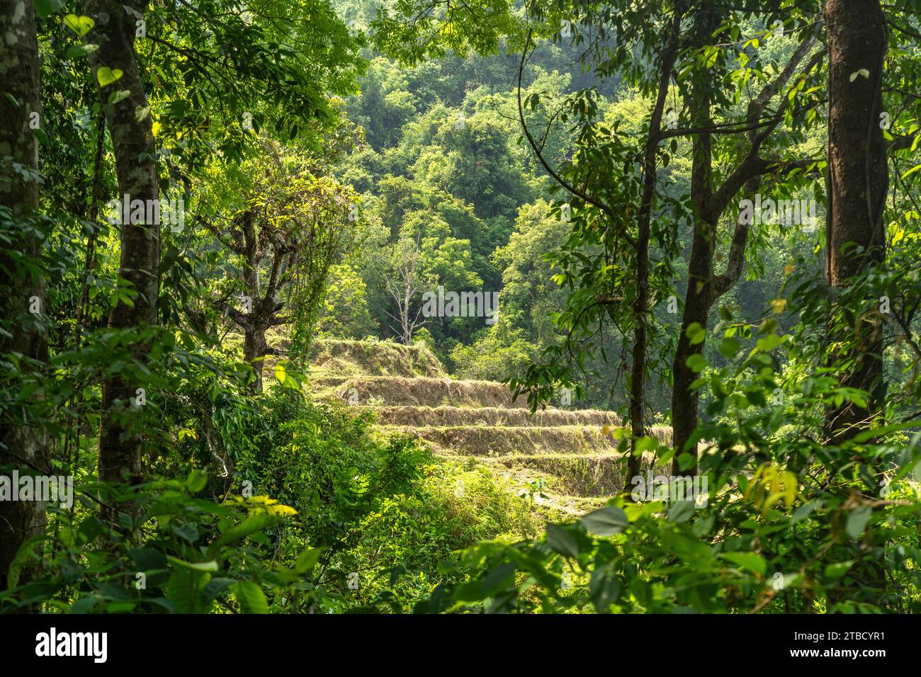 Landschaft mit Reisterrassen am Pha Dok Sieo Nature Trail im Doi Inthanon Nationalpark, Chiang Mai, Thailand, Asien   |  Landscape with rice terraces Stock Photo