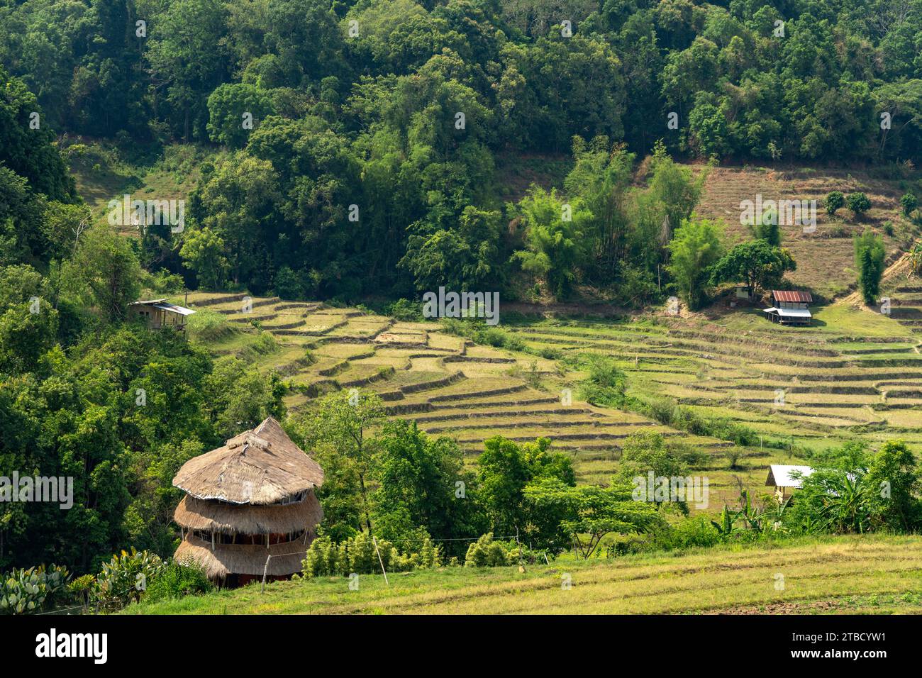 Landschaft mit Reisterrassen am Pha Dok Sieo Nature Trail im Doi Inthanon Nationalpark, Chiang Mai, Thailand, Asien   |  Landscape with rice terraces Stock Photo