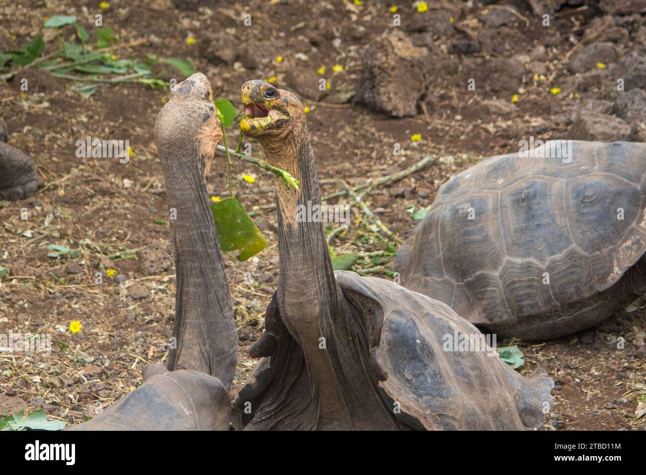 Two Hood Island giant tortoises in a dominance display at Charles Darwin Research Station Stock Photo