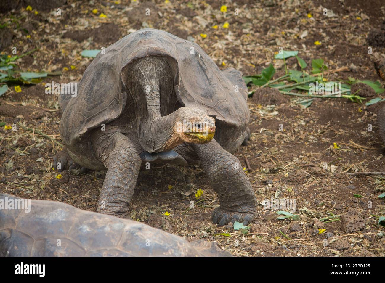 A Hood Island giant tortoise at Charles Darwin Research Station Stock Photo