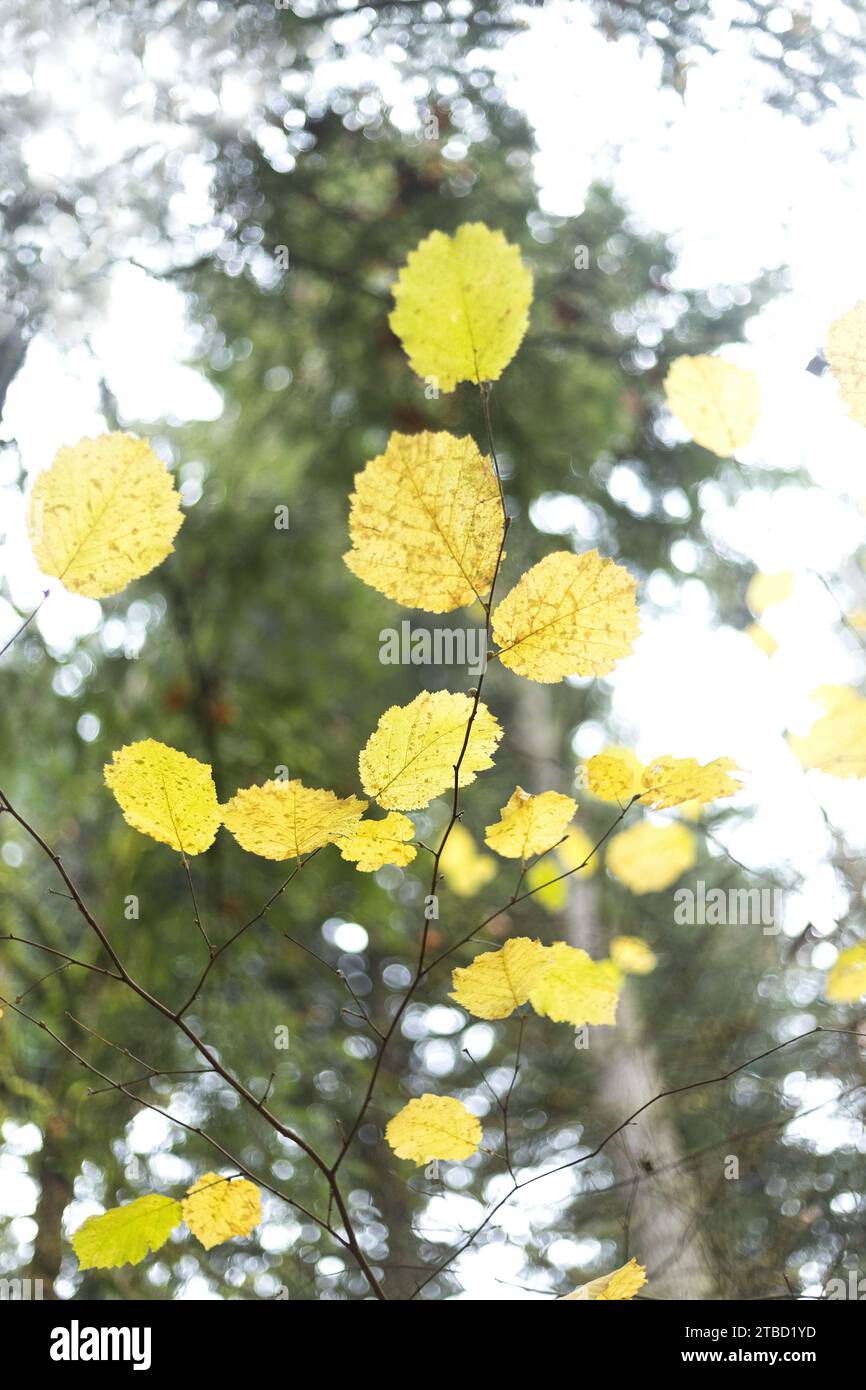 Sun shining through yellow autumn leaves on thin branches, as seen from below, with bokeh vignette. Stock Photo