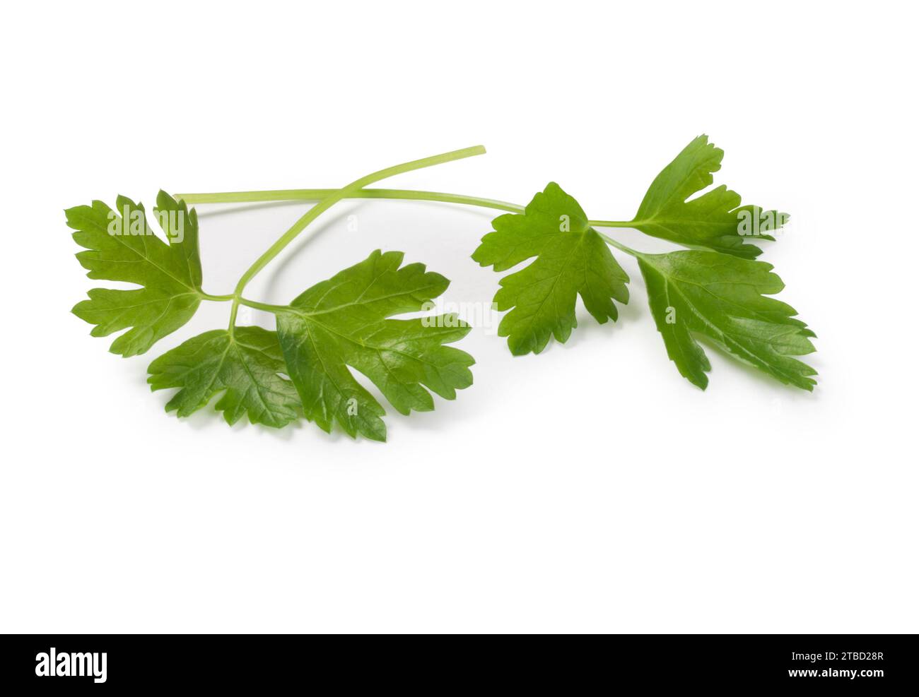 Studio shot of parsley leaf cut out against a white background Stock Photo
