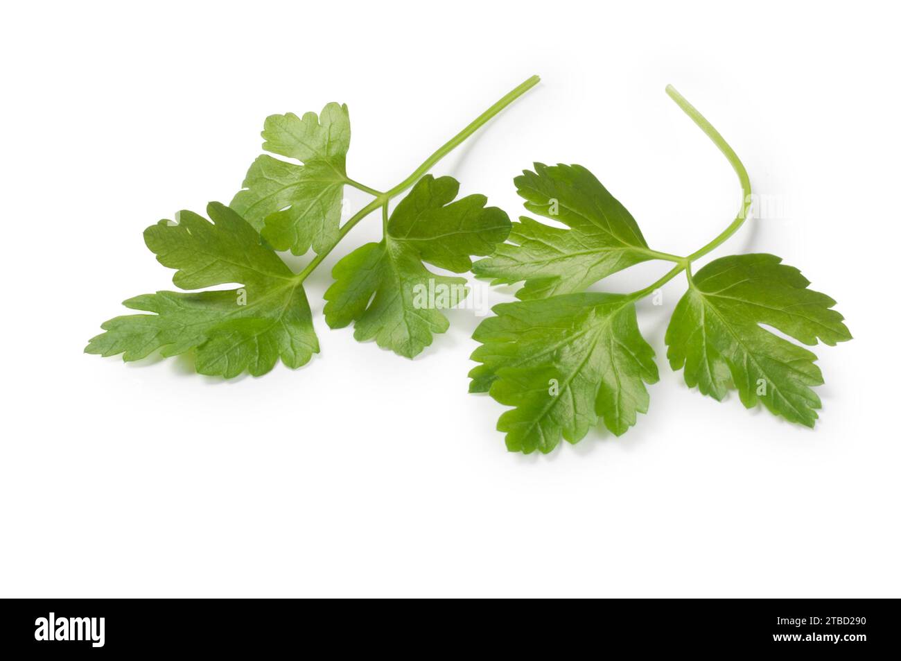 Studio shot of parsley leaf cut out against a white background Stock Photo