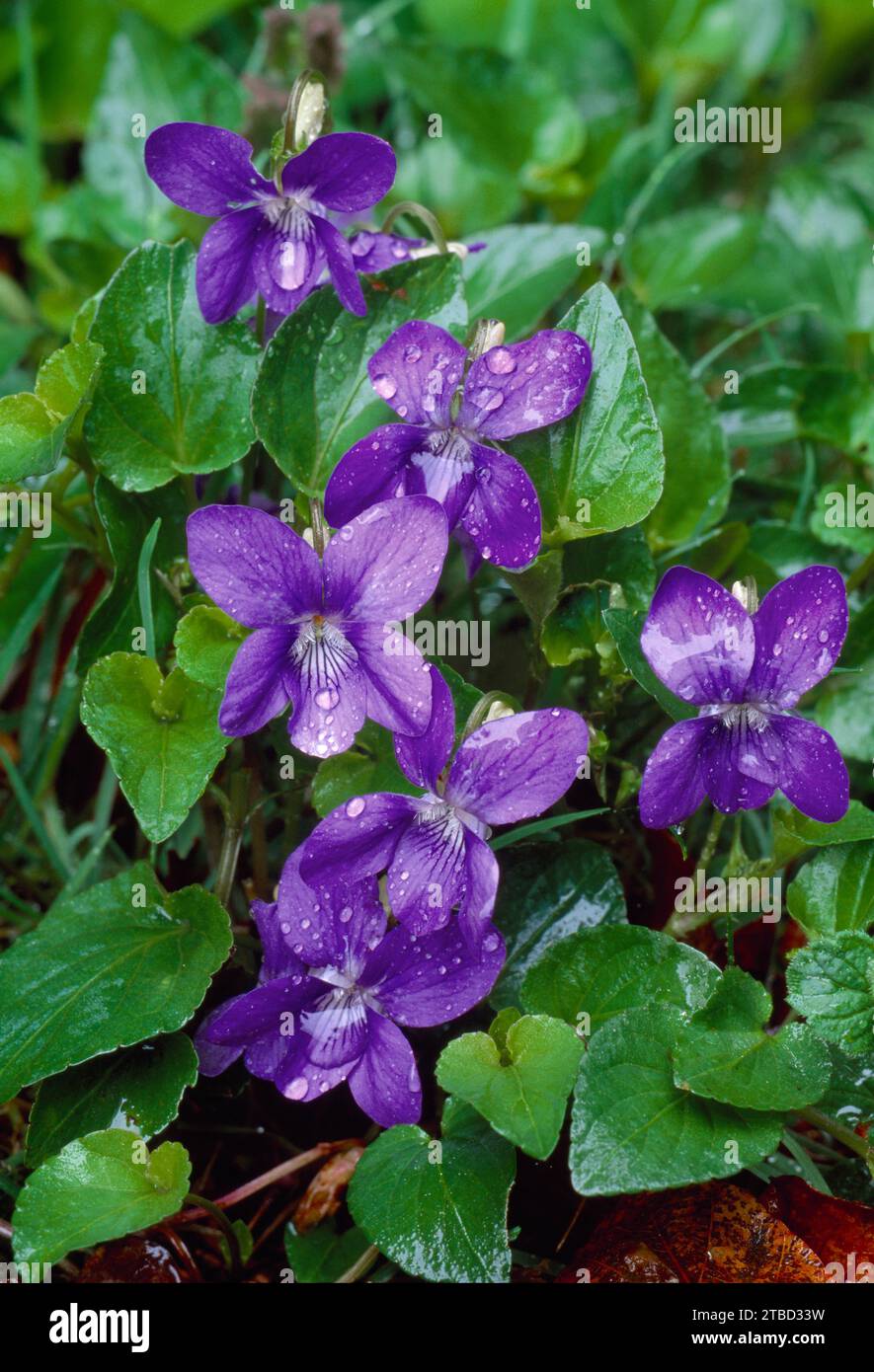 Common Dog Violet (Viola riviniana) group of flowers in deciduous woodland after rain, Berwickshire, Scotland, May 1999 Stock Photo