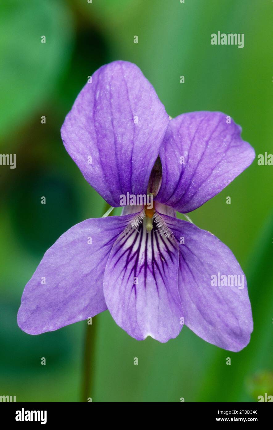 Common Dog Violet (Viola riviniana) close-up of closely-packed group of flowers growing in hazelwood, Isle of Mull, Argyll, Scotland, April 1989 Stock Photo