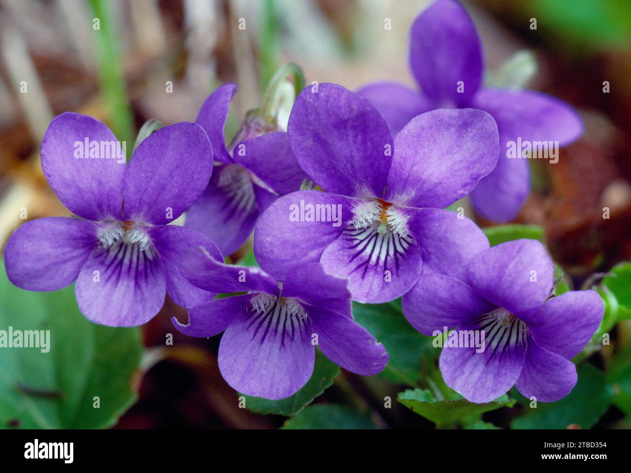 Common Dog Violet (Viola riviniana) close-up of closely-packed group of flowers growing in hazelwood, Isle of Mull, Argyll, Scotland, April 1989 Stock Photo