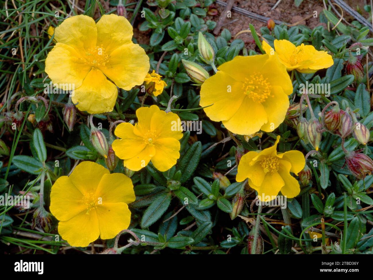 Common Rock-rose (Helianthemum nummularium) in flower and growing on dry South-facing slope at St Abbs Head NNR, Berwickshire Coast, Scotland Stock Photo