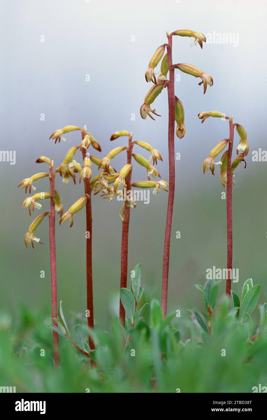 Coralroot Orchid (Corallorhiza trifida) close-up of tightly-packed group of flowers growing on boggy ground in duneslacks on the Morayshire coast. Stock Photo