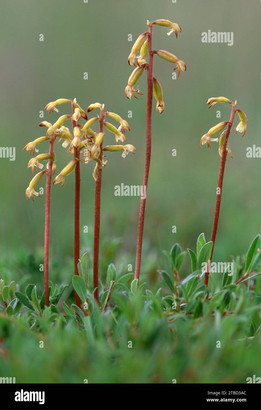 Coralroot Orchid (Corallorhiza trifida) close-up of tightly-packed group of flowers growing on boggy ground in duneslacks on the Morayshire coast. Stock Photo