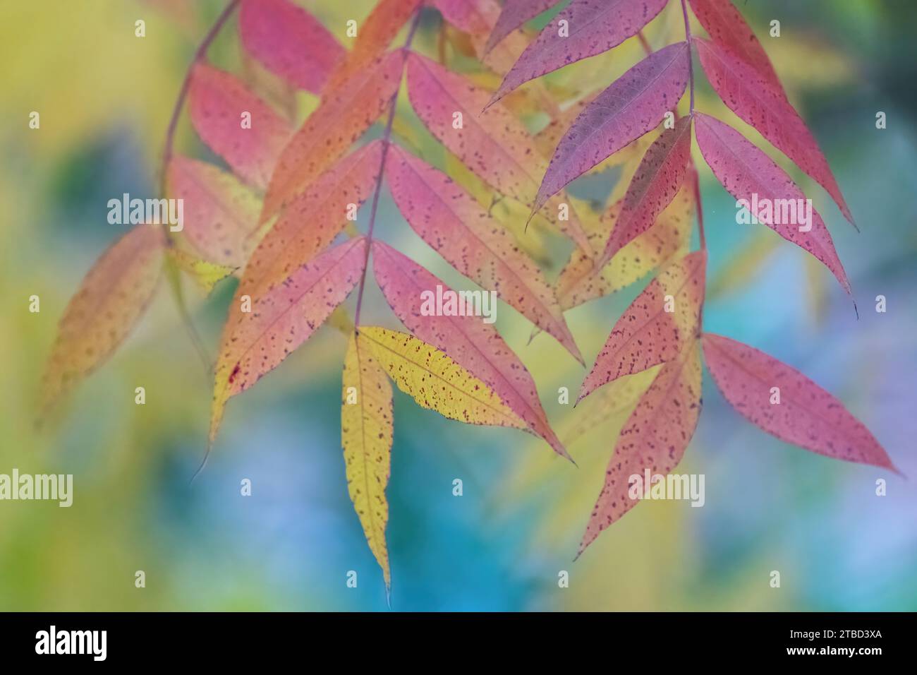 Brightly Lit Colorful Autumn Leaves Stock Photo