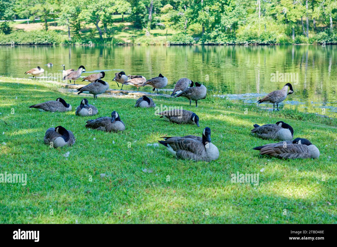 Large flock of Canadian geese sleeping resting and preening on the shore by the lake in the shade on a sunny day in late summer Stock Photo